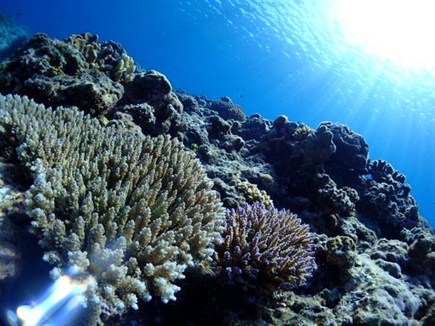 沢山のサンゴ礁が群生しているポイントで！