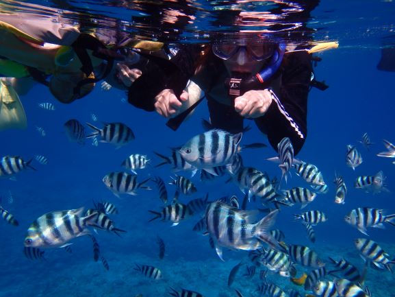 熱帯魚も、こんな近くまで接近します！