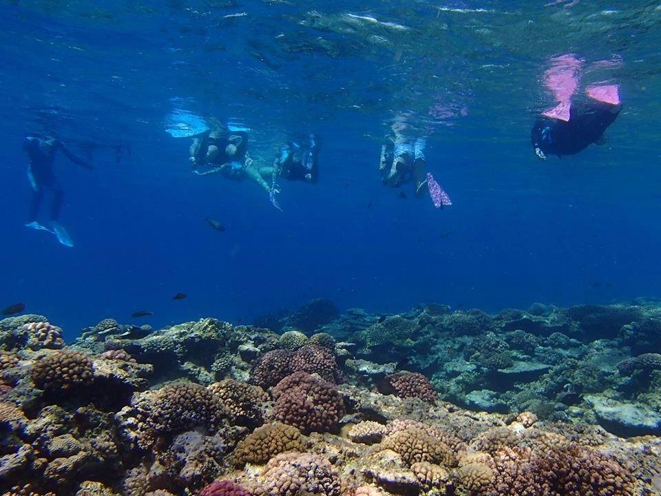 たくさんの生き物を見つけて