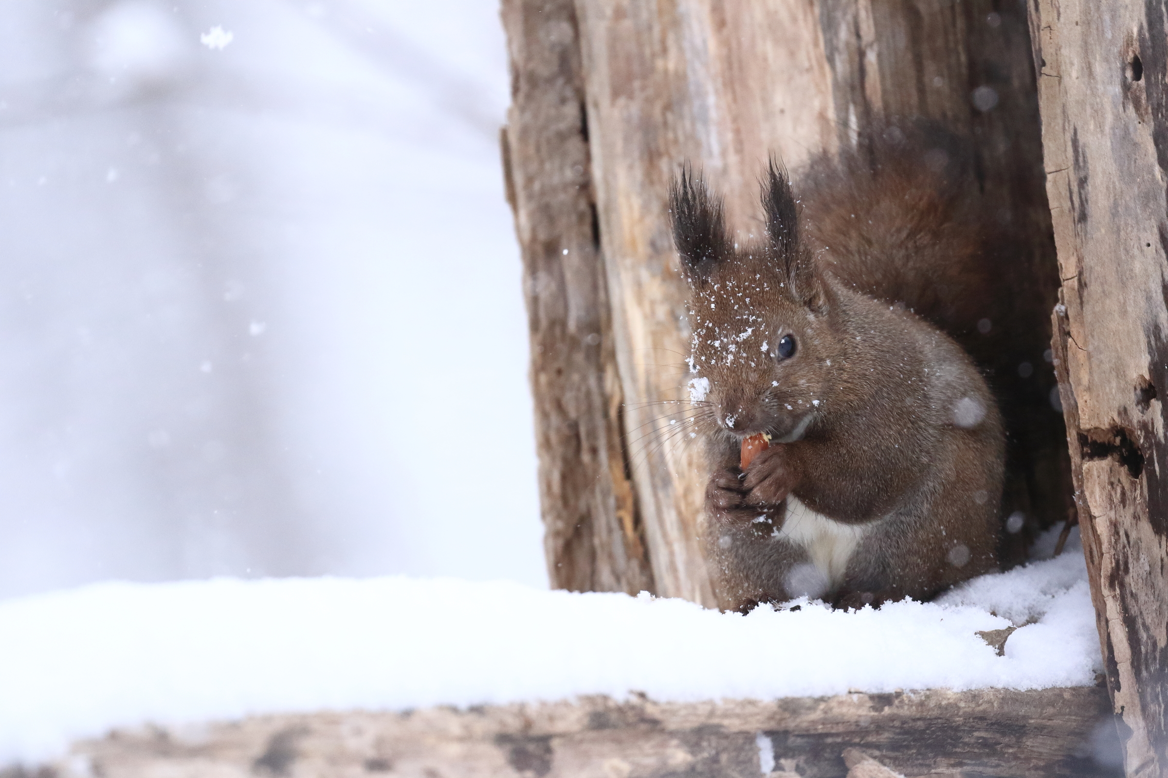運が良ければエゾリスなどの野生動物に遭遇
