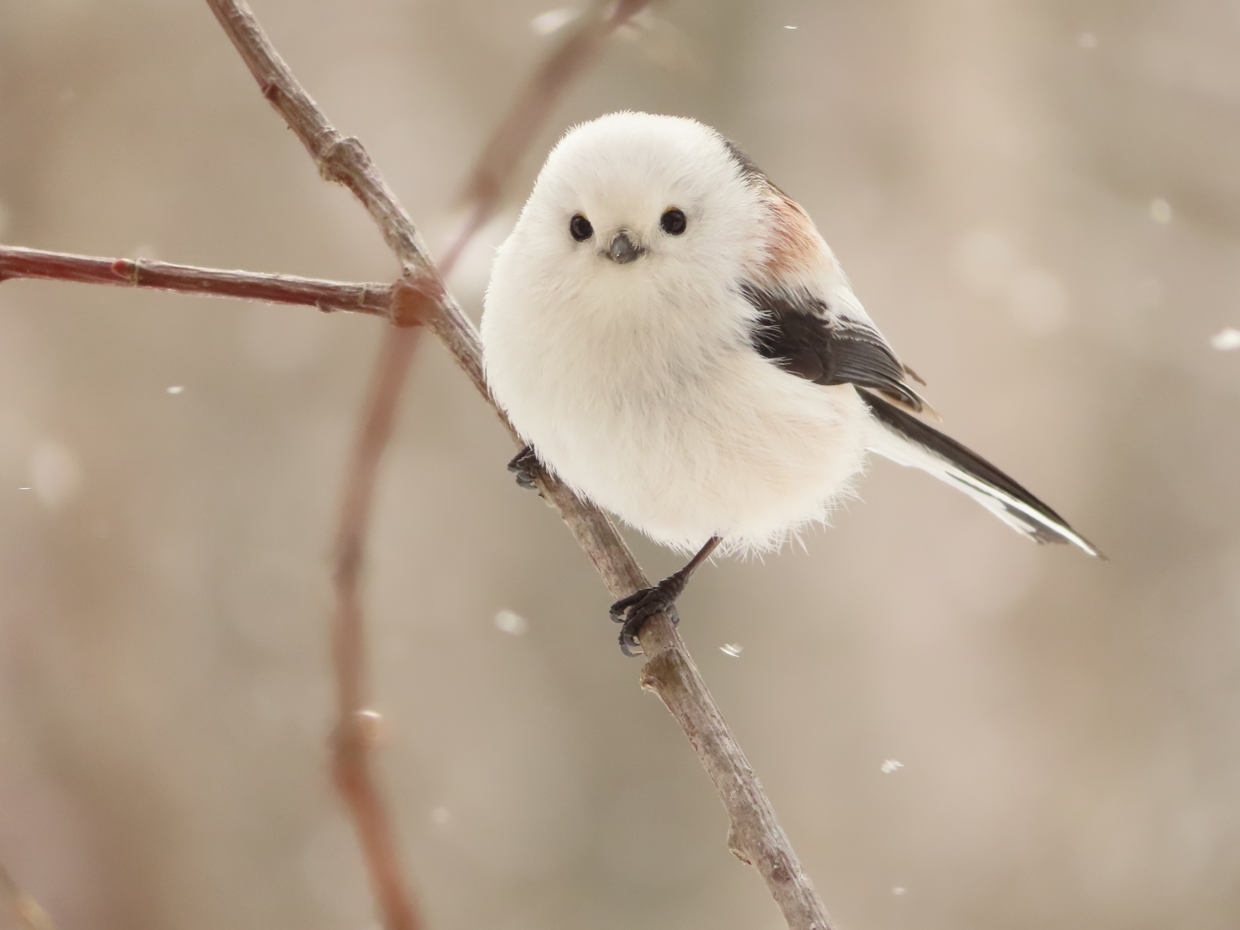 探せっ！！雪の妖精シマエナガ！！