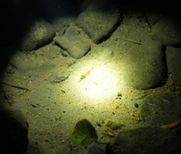 水生生物も見られます