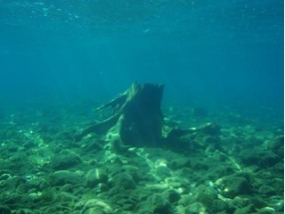 流木の中は魚のすみかに。