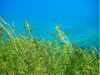 光が差し込む水草は、魚達の格好の隠れ家。