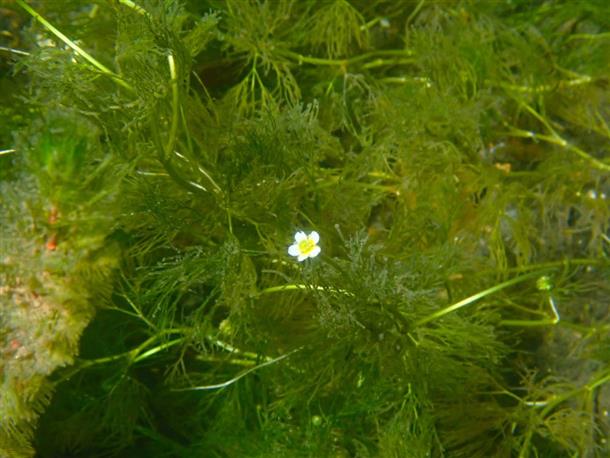 夏には、水中のお花も見ることができます。