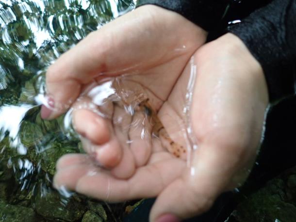 水中で暮らす生き物とのふれあいも♪