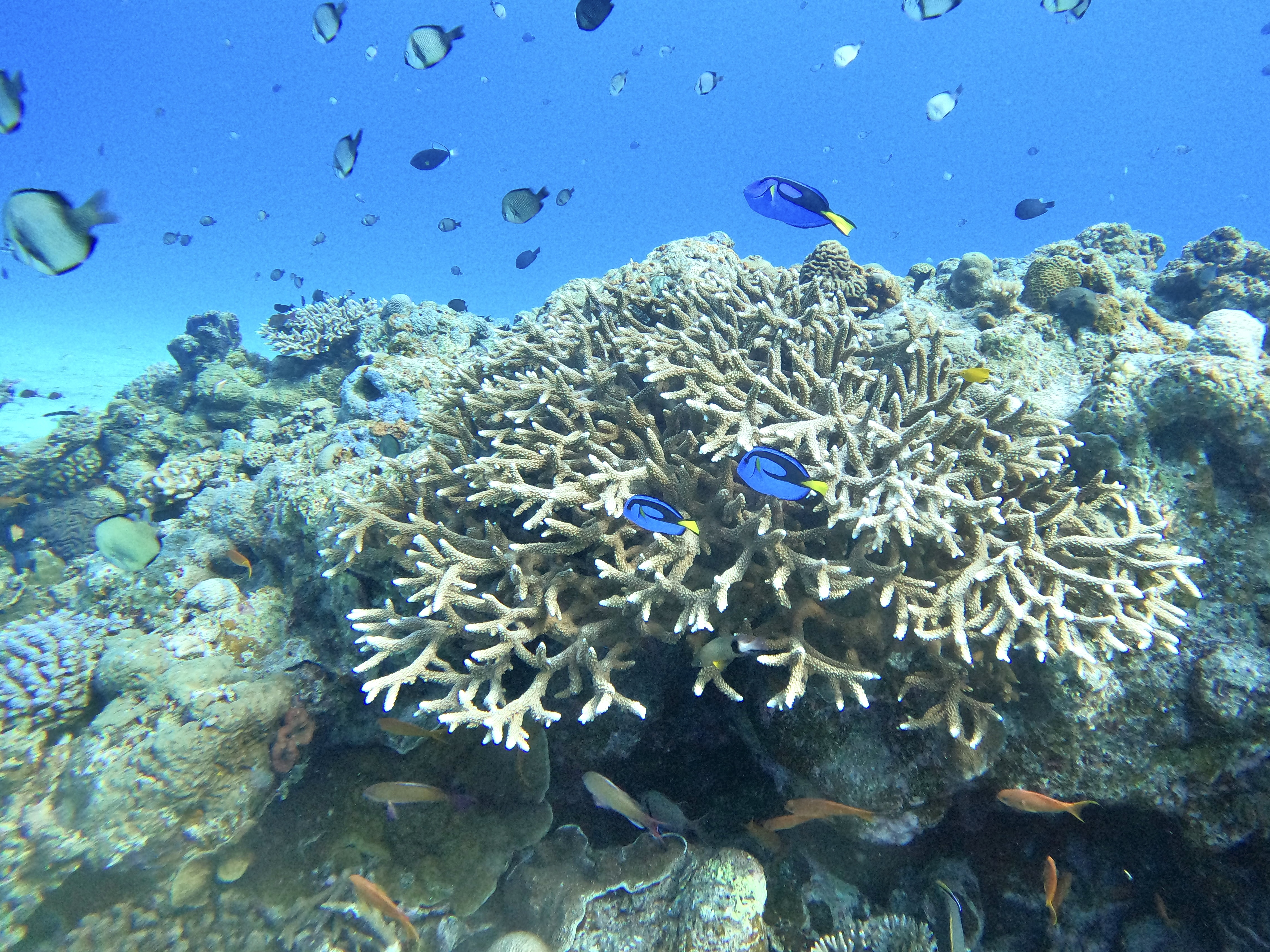魚種がもりもり、まるで舞う花びら！