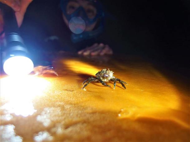 水中ライトを照らして、夜の生き物を観察