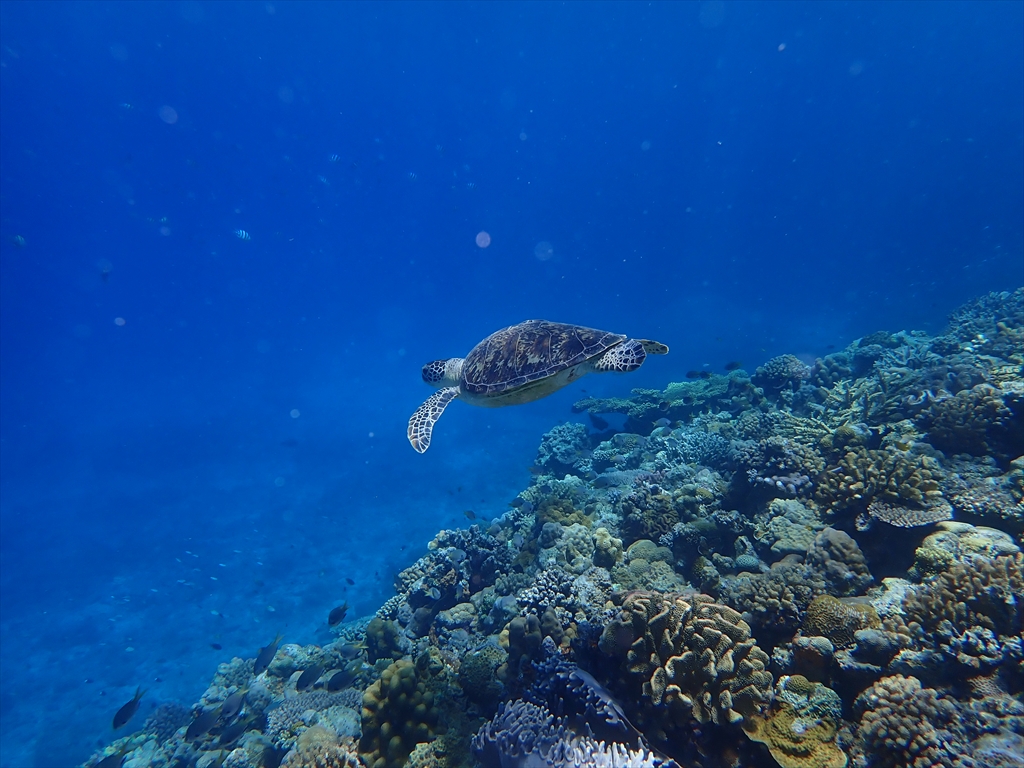 ウミガメに出会える！？