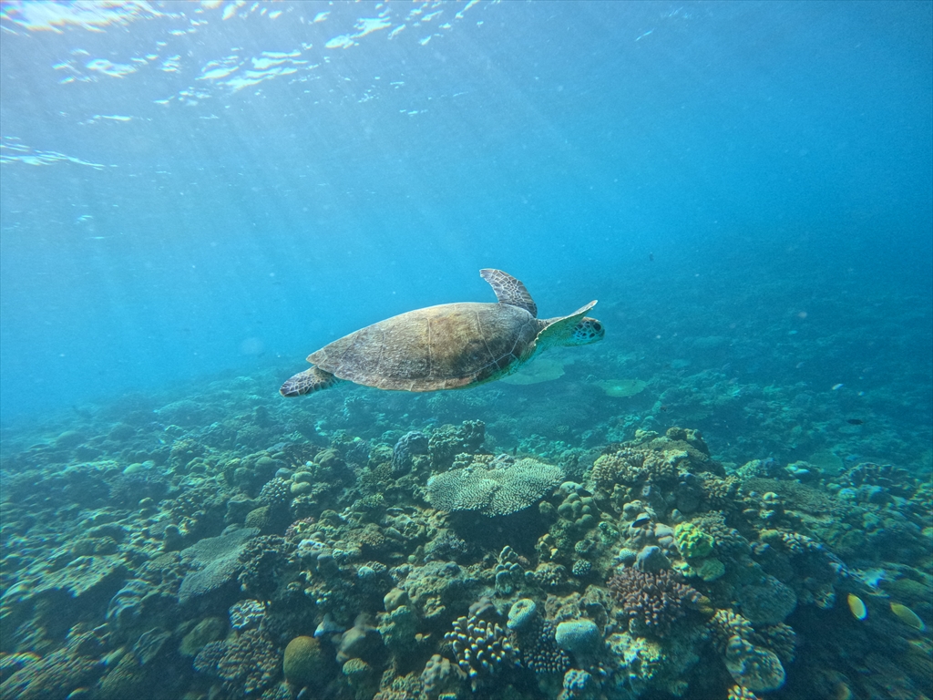 ウミガメに出会える！？