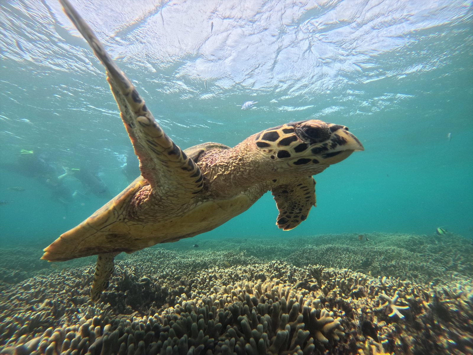 ウミガメの棲む海でのシュノーケリング