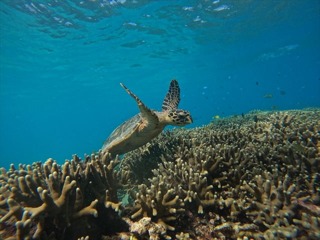 ウミガメの棲む海でのシュノーケリング