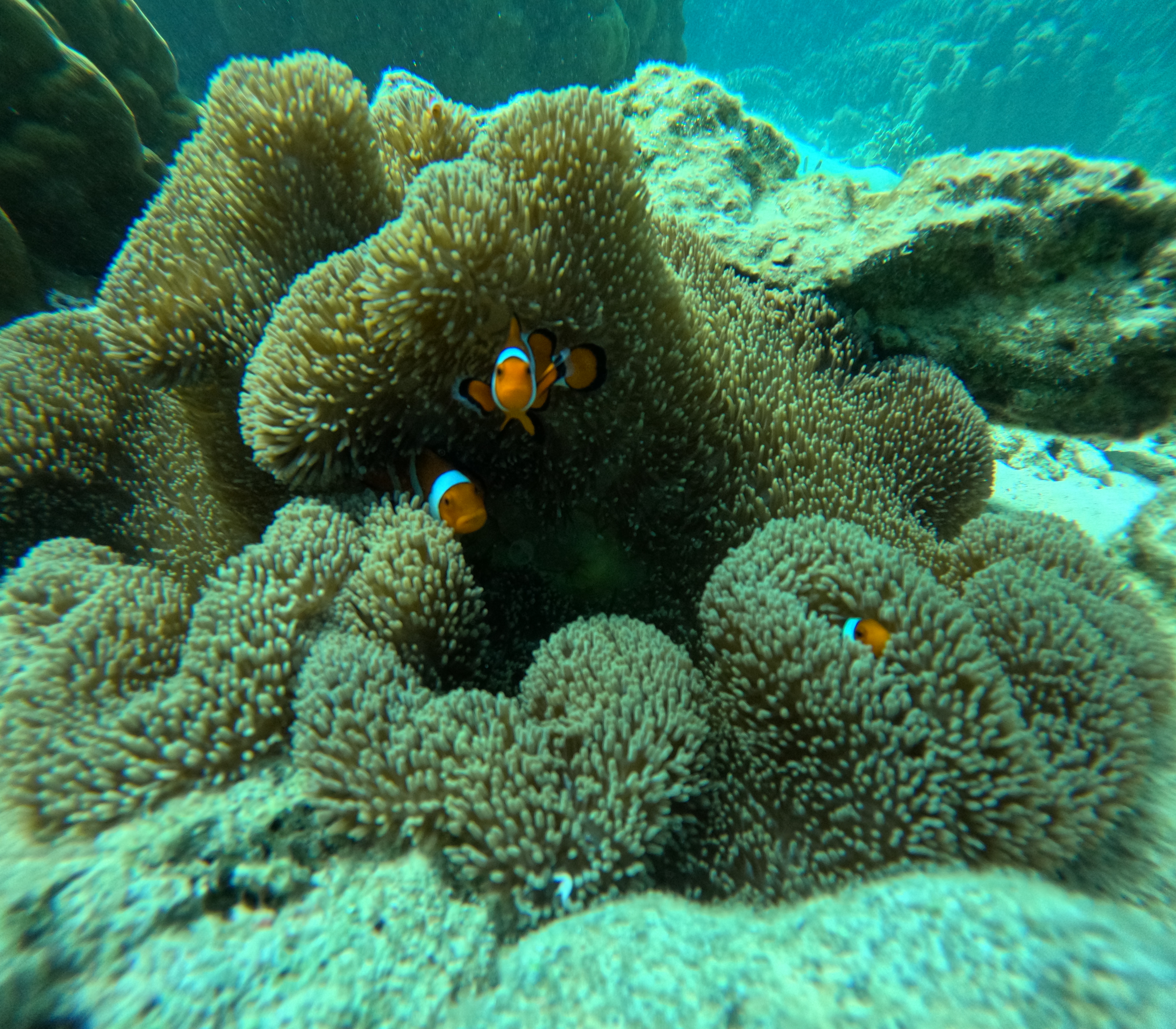 ポイントに生息するクマノミの仲間たち