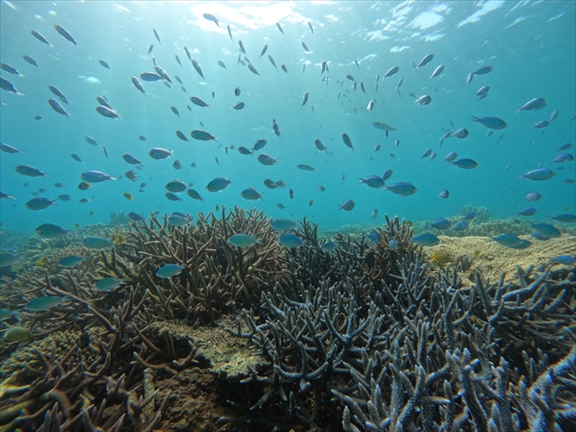 ポイントはお魚パラダイス