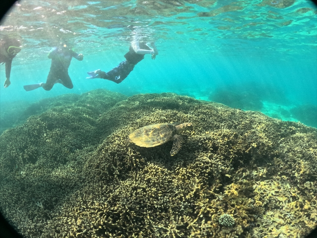 ウミガメに出会える！？