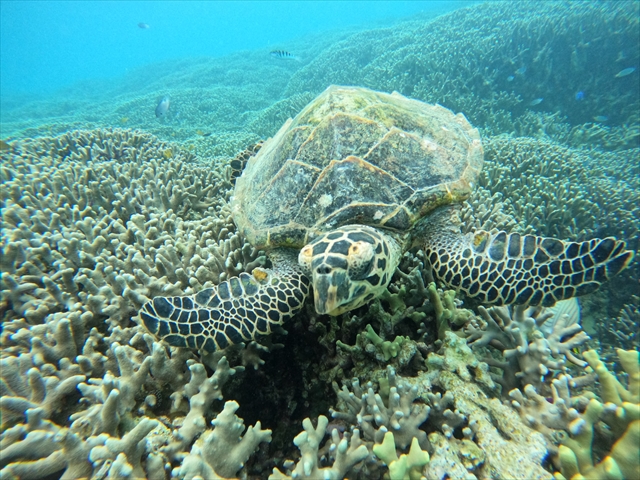 ウミガメに出会える！？