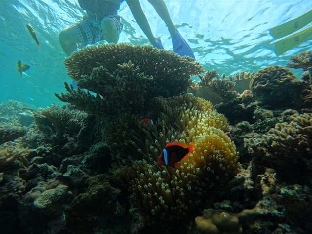 透明度抜群の海でシュノーケル