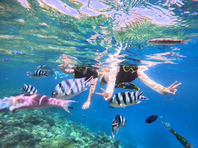 サンゴ畑は熱帯魚の楽園♪