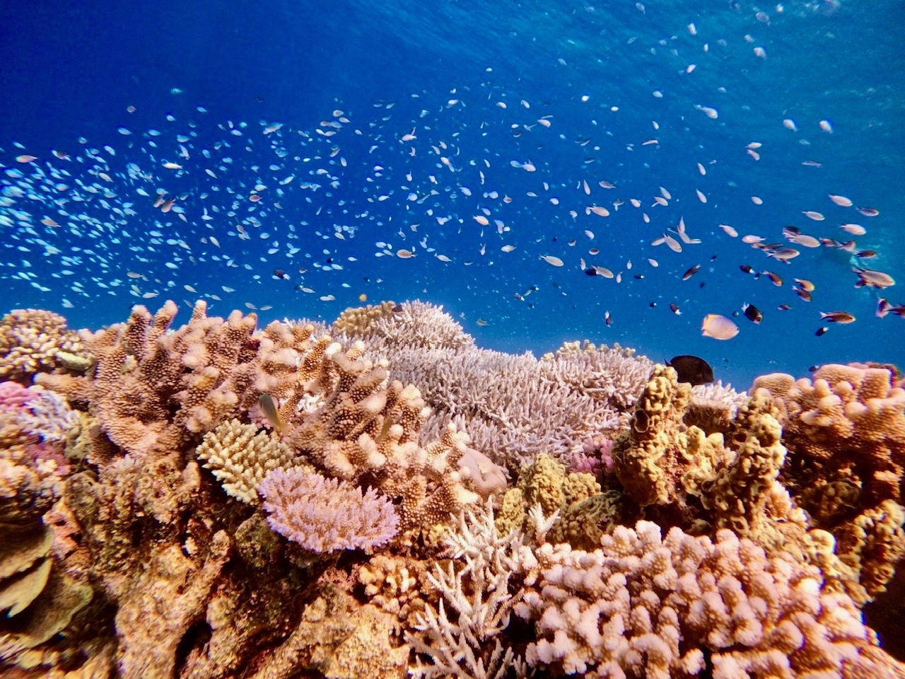 サンゴ畑は熱帯魚の楽