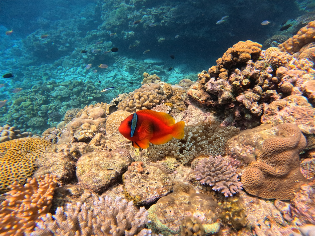 シュノーケルポイントはお魚天国！！