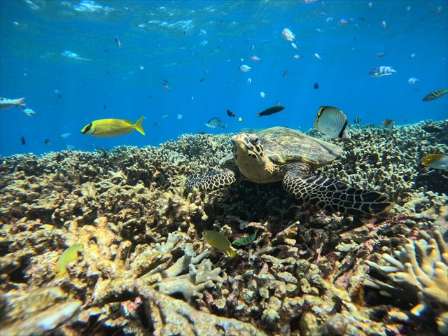 ウミガメの棲むシュノーケルポイント