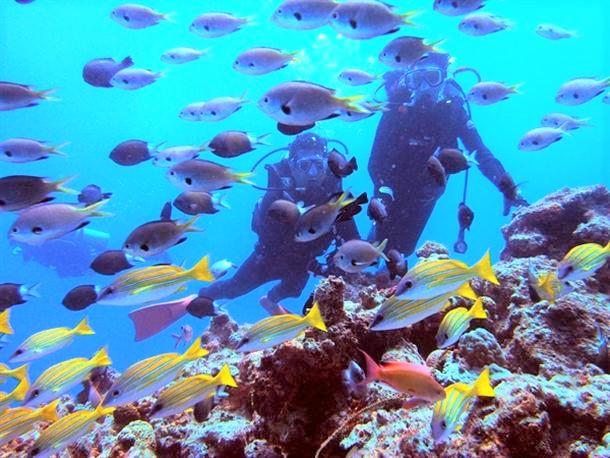広がる珊瑚と魚の群れに感動
