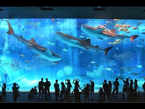 沖縄を代表する観光地☆沖縄美ら海水族館
