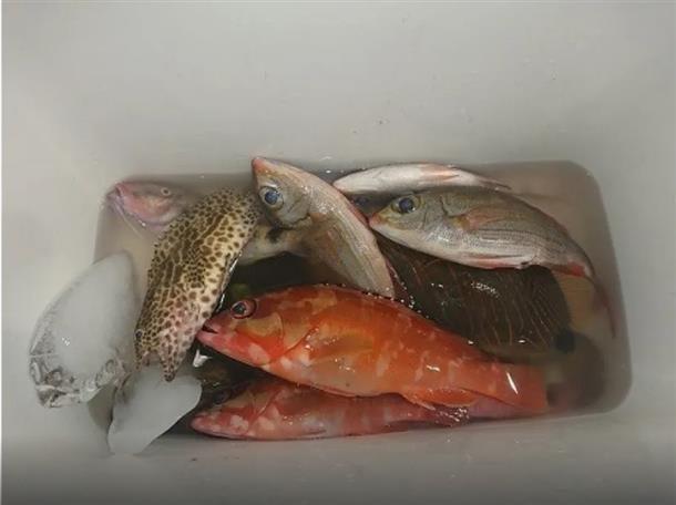 釣れた時の魚の引きの強さに大感激☆
