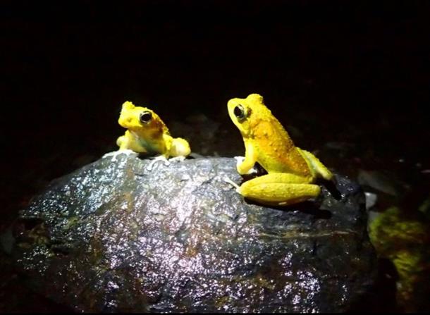 夜しか見られない生き物の姿！