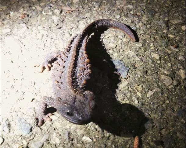 貴重な生き物にも出会えるかも！？