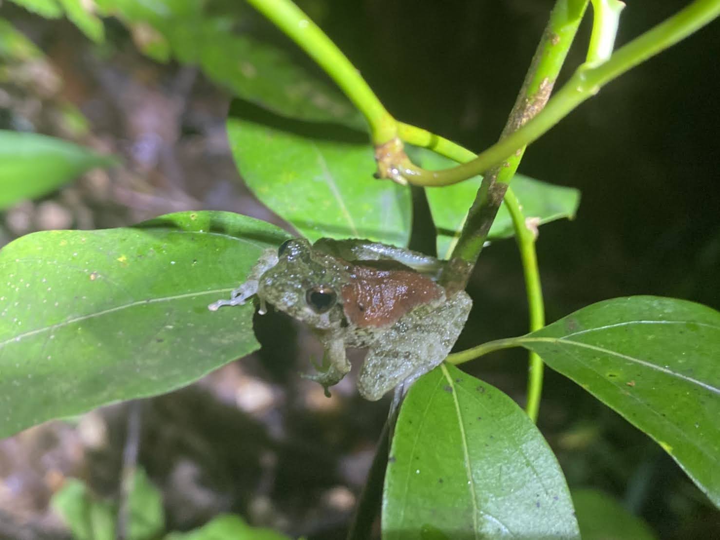 夜しか見られない生き物の姿！