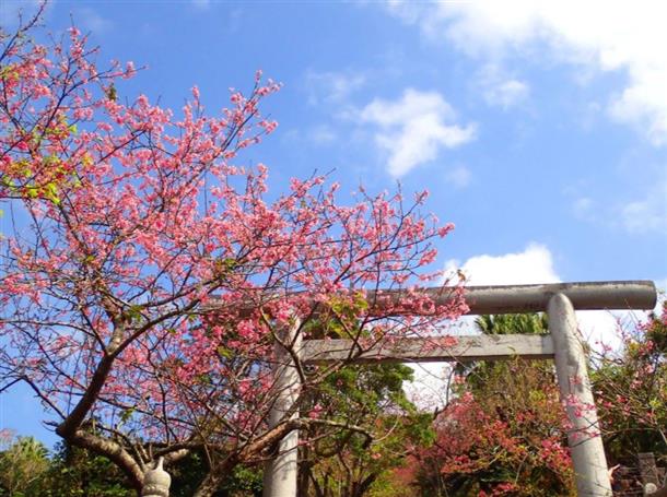 1月～2月には日本一早い桜も楽しめます