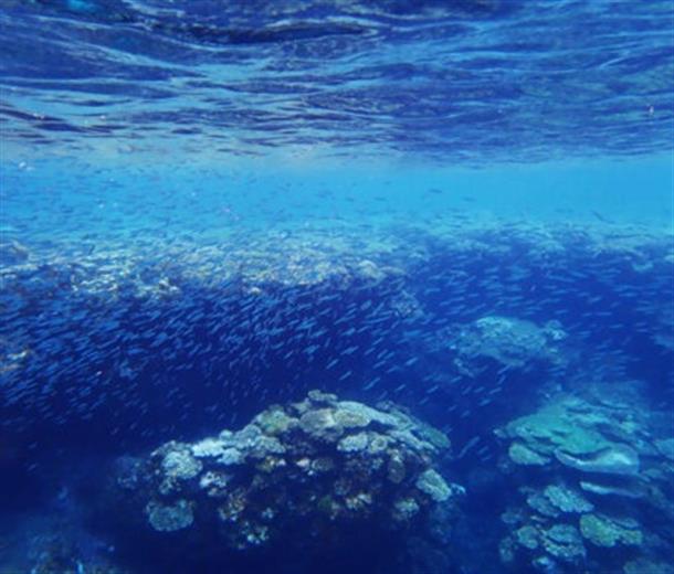 やんばるの海を大満喫してください♪