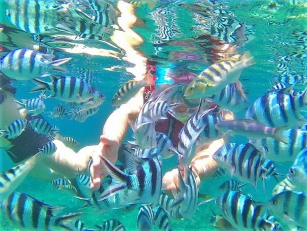 熱帯魚と遊ぶ♪