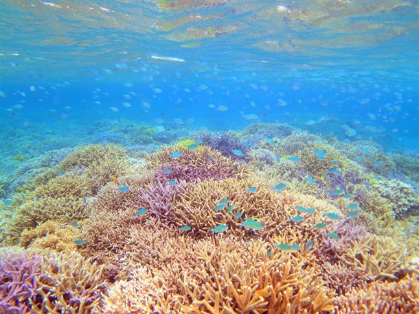 バラス島周辺の水中風景