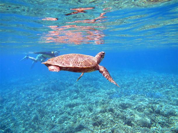 ウミガメの呼吸シーン