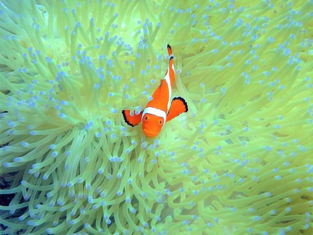 カクレクマノミ