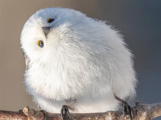 雪の妖精「シマエナガ」