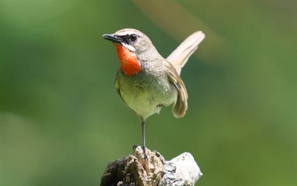 350種類の野鳥