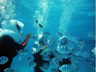 お魚がこんなにたくさん！