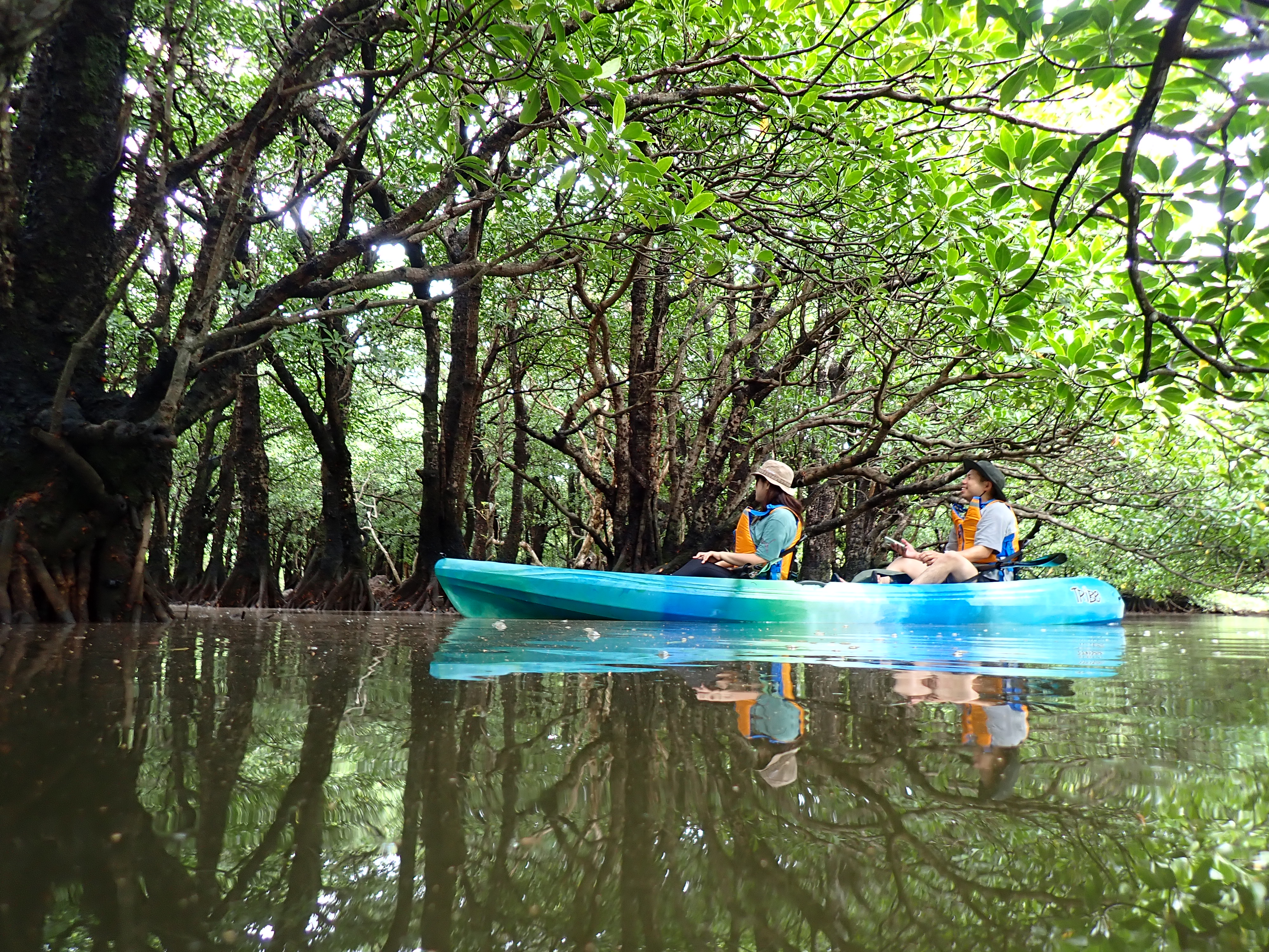 貸切マングローブカヤックツアー体験