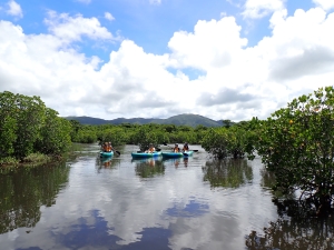貸切マングローブカヤックツアー体験