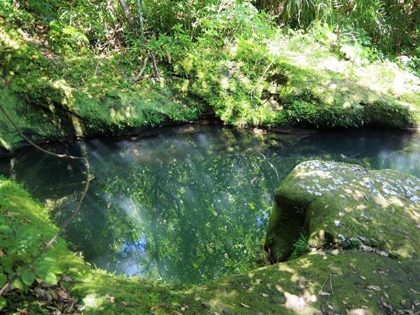 苔むした岩々がきれい