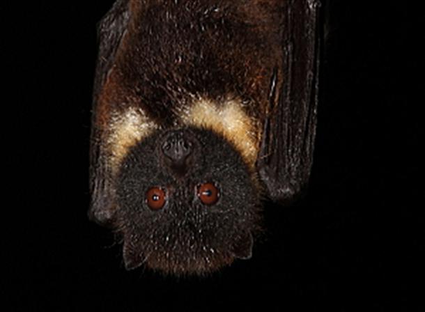 ナイトサファリツアーで石垣島の夜も満喫彡