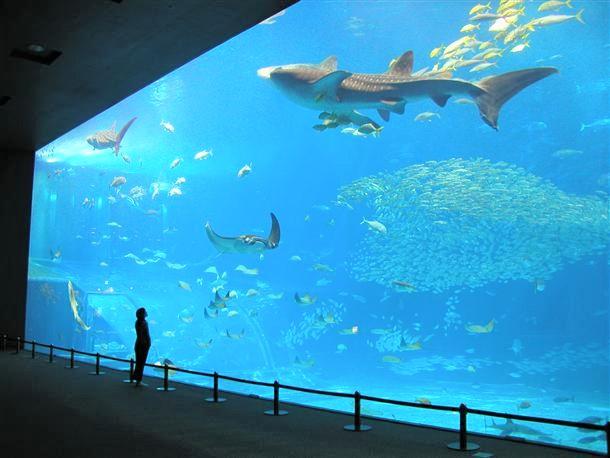 美ら海水族館でジンベエサメの迫力