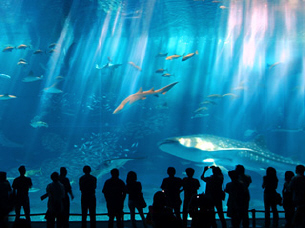 お得！人気の美ら海水族館の入館料込み！