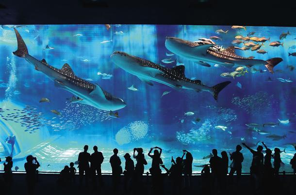 美ら海水族館でジンベエサメの迫力★