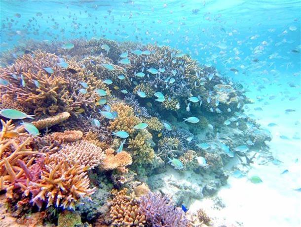 シュノーケリングで海中世界も楽しめる！