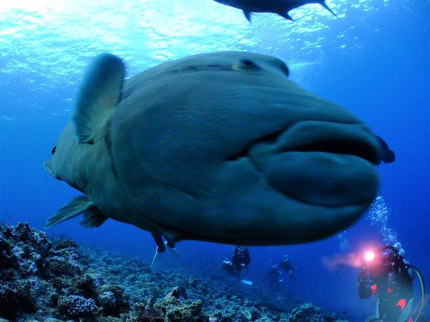 大きなお魚に会えるかも！？