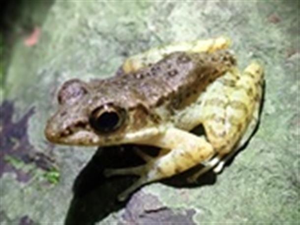 コガタハナサキガエル